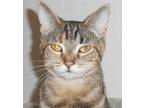 Adopt Dayzee a Tan or Fawn Tabby Domestic Shorthair (short coat) cat in North