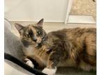 Adopt Sunshine Bear a Tan or Fawn Domestic Shorthair / Domestic Shorthair /