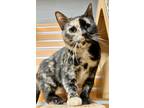 Adopt Shelly a Brown or Chocolate Domestic Shorthair / Domestic Shorthair /