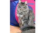 Adopt Silver a Gray, Blue or Silver Tabby Domestic Longhair (long coat) cat in