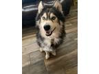 Adopt Kahu (Kah-who) a Gray/Silver/Salt & Pepper - with Black Husky / Alaskan