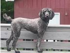Adopt Gigi a Gray/Blue/Silver/Salt & Pepper Standard Poodle / Mixed dog in