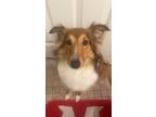 Adopt Milo a Black - with Tan, Yellow or Fawn Sheltie, Shetland Sheepdog / Mixed