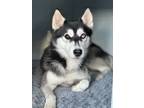 Adopt Mila a Black - with White Husky / Mixed dog in Houston, TX (40858733)