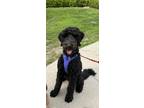 Adopt Rigby a Black Bernedoodle / Mixed dog in Lincoln, NE (41340993)