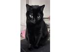 Adopt Tootsie a All Black American Shorthair / Mixed (short coat) cat in