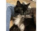 Adopt Zoey a Black & White or Tuxedo Domestic Longhair / Mixed (long coat) cat