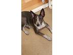 Adopt Athena a Gray/Silver/Salt & Pepper - with White Australian Cattle Dog /