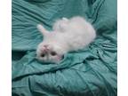 Adopt Casper a White Domestic Longhair / Mixed cat in Cherry Valley