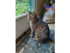 Adopt Orion a Brown Tabby Domestic Shorthair / Mixed (short coat) cat in