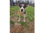 Adopt Althena a Australian Cattle Dog / Mixed dog in Garden City, NY (41340957)