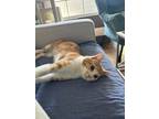 Adopt Fanta a Orange or Red (Mostly) American Shorthair / Mixed (short coat) cat