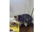 Adopt Noodles a Brown Tabby Domestic Shorthair / Mixed (short coat) cat in