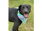 Adopt Maria a Labrador Retriever / Mixed dog in Darlington, SC (40918376)