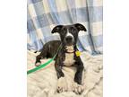 Adopt Allison a Brown/Chocolate - with White German Shepherd Dog / Pit Bull