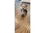 Adopt Marky a Tan/Yellow/Fawn - with Black Morkie / Mixed dog in Poughkeepsie