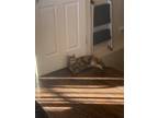 Adopt Mia a Tortoiseshell Calico / Mixed (short coat) cat in Bangor