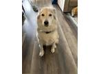 Adopt Luna a White - with Brown or Chocolate Husky / Chow Chow / Mixed dog in