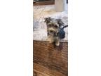 Adopt Micah a Tan/Yellow/Fawn - with Black Morkie / Mixed dog in Poughkeepsie