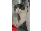 Adopt Alfie a Domestic Shorthair / Mixed cat in Pomona, CA (41336216)