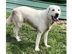 Adopt Bruce a White Great Pyrenees / Labrador Retriever / Mixed dog in haslet