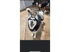 Adopt Monte a Black - with White Husky / Mixed dog in Edmond, OK (41340911)