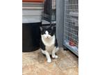 Adopt Adrian a White (Mostly) Domestic Shorthair cat in New York, NY (41340896)