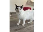 Adopt Vinnie Terrio a White Domestic Shorthair / Domestic Shorthair / Mixed cat