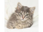 Adopt Tiramisu a Gray or Blue Domestic Longhair / Domestic Shorthair / Mixed