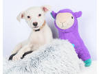 Adopt Piper a White Labrador Retriever / Mixed dog in Tinley Park, IL (41323073)