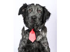 Adopt Bear a Black Spaniel (Unknown Type) / Mixed Breed (Medium) / Mixed (short