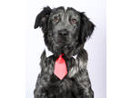 Adopt Bear a Black Spaniel (Unknown Type) / Mixed dog in Tinley Park