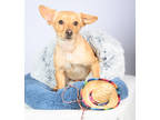 Adopt Duke a Tan/Yellow/Fawn Dachshund / Mixed dog in Tinley Park, IL (41323082)
