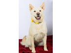 Adopt Pearl a White Labrador Retriever / Shepherd (Unknown Type) / Mixed dog in