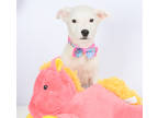 Adopt Poppy a White Labrador Retriever / Mixed Breed (Medium) / Mixed (short