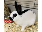 Adopt Skull a White English Spot / Mixed rabbit in Kokomo, IN (41305012)