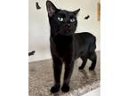 Adopt Sapphire (at Petco) a All Black Domestic Shorthair / Domestic Shorthair /