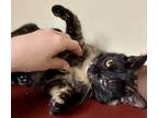Adopt Darcy (Cat Cafe) a All Black Domestic Shorthair / Mixed Breed (Medium) /