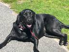 Adopt Scout a Black Labrador Retriever / Mixed dog in Barrington, RI (41340833)
