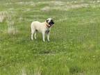 Adopt Heidi a Tan/Yellow/Fawn Anatolian Shepherd / Maremma Sheepdog / Mixed dog
