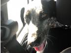 Adopt Toffee (Toff) a Gray/Blue/Silver/Salt & Pepper German Shorthaired Pointer