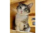 Adopt Lucy a Brown Tabby Domestic Shorthair / Mixed Breed (Medium) / Mixed