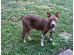 Adopt Ruby a Tan/Yellow/Fawn - with White American Pit Bull Terrier / Mixed dog