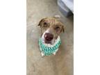 Adopt Mufasa a Tan/Yellow/Fawn Mountain Cur / Mixed dog in Picayune
