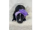 Adopt Star a Black Labrador Retriever / Mixed dog in Picayune, MS (41255302)