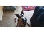 Adopt Donovan a Gray/Blue/Silver/Salt & Pepper Australian Cattle Dog / Mixed dog