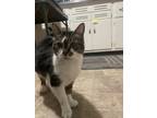 Adopt Minnie a Gray, Blue or Silver Tabby Tabby / Mixed (medium coat) cat in