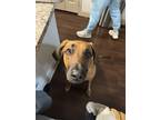 Adopt Denver a Tan/Yellow/Fawn Bloodhound / Rhodesian Ridgeback / Mixed dog in