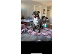 Adopt Wrigley a Gray/Blue/Silver/Salt & Pepper American Pit Bull Terrier / Mixed