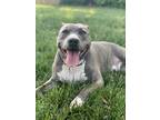 Adopt Milo a Brindle - with White American Pit Bull Terrier / Mixed dog in